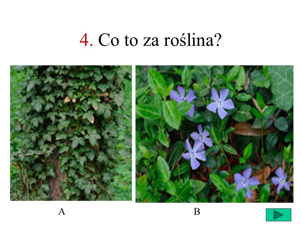 4. Co to za roślina A B