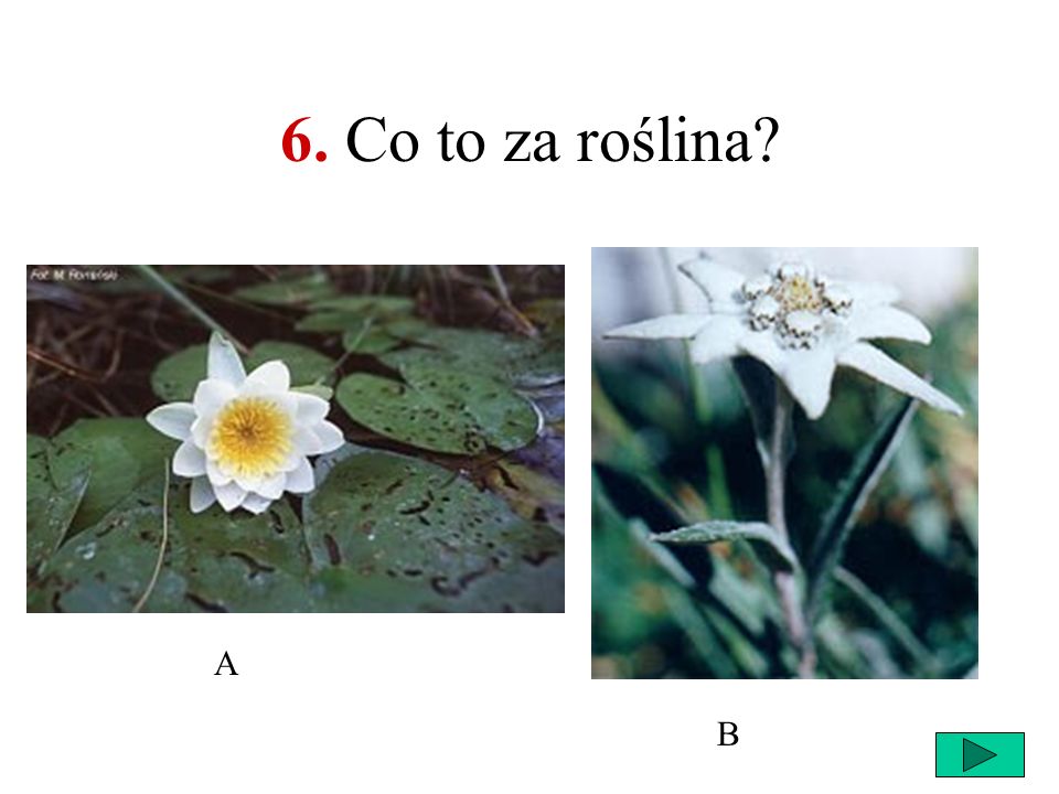 6. Co to za roślina A B