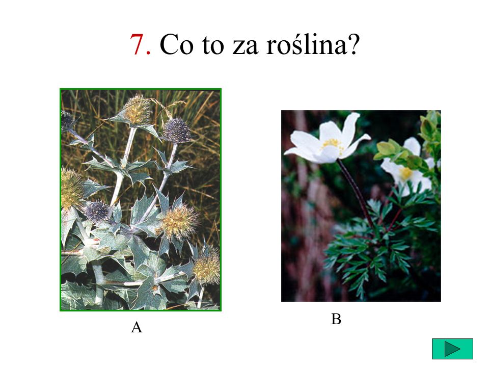 7. Co to za roślina B A