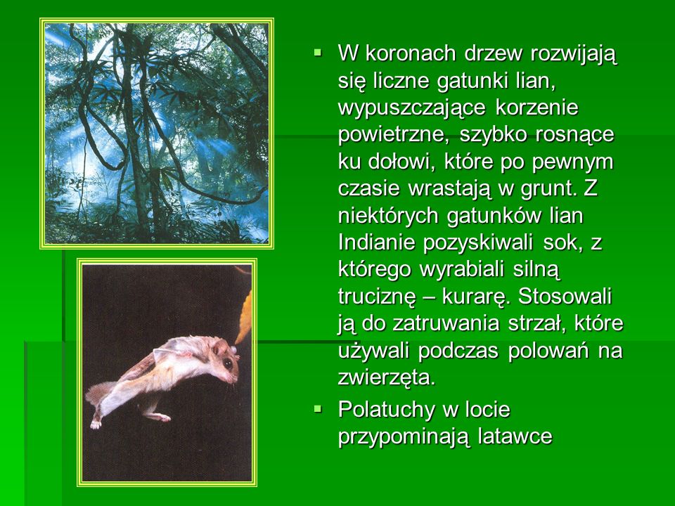 W koronach drzew rozwijają się liczne gatunki lian, wypuszczające korzenie powietrzne, szybko rosnące ku dołowi, które po pewnym czasie wrastają w grunt. Z niektórych gatunków lian Indianie pozyskiwali sok, z którego wyrabiali silną truciznę – kurarę. Stosowali ją do zatruwania strzał, które używali podczas polowań na zwierzęta.