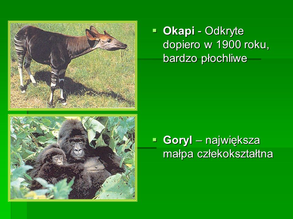 Okapi - Odkryte dopiero w 1900 roku, bardzo płochliwe