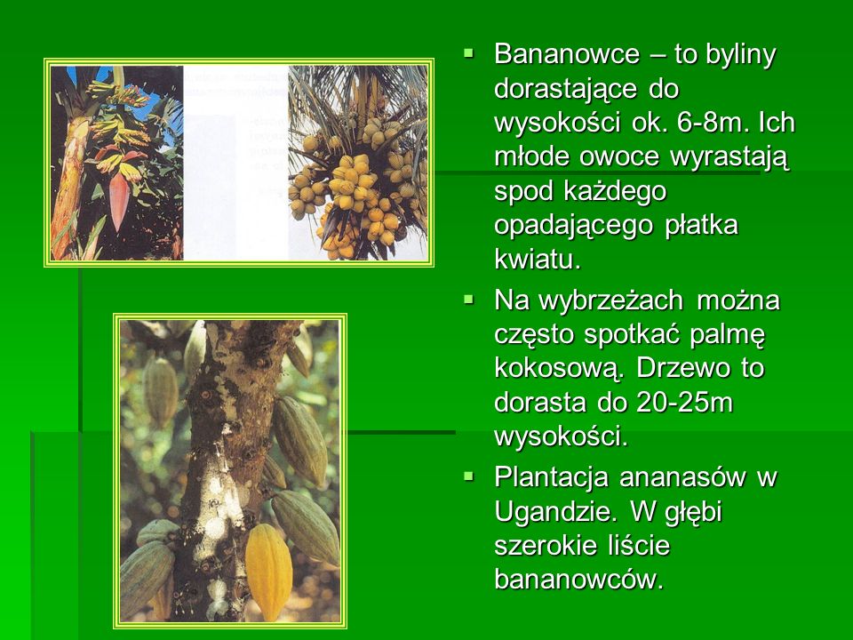 Bananowce – to byliny dorastające do wysokości ok. 6-8m