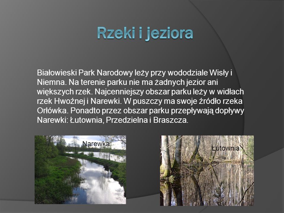 Białowieski Park Narodowy leży przy wododziale Wisły i Niemna