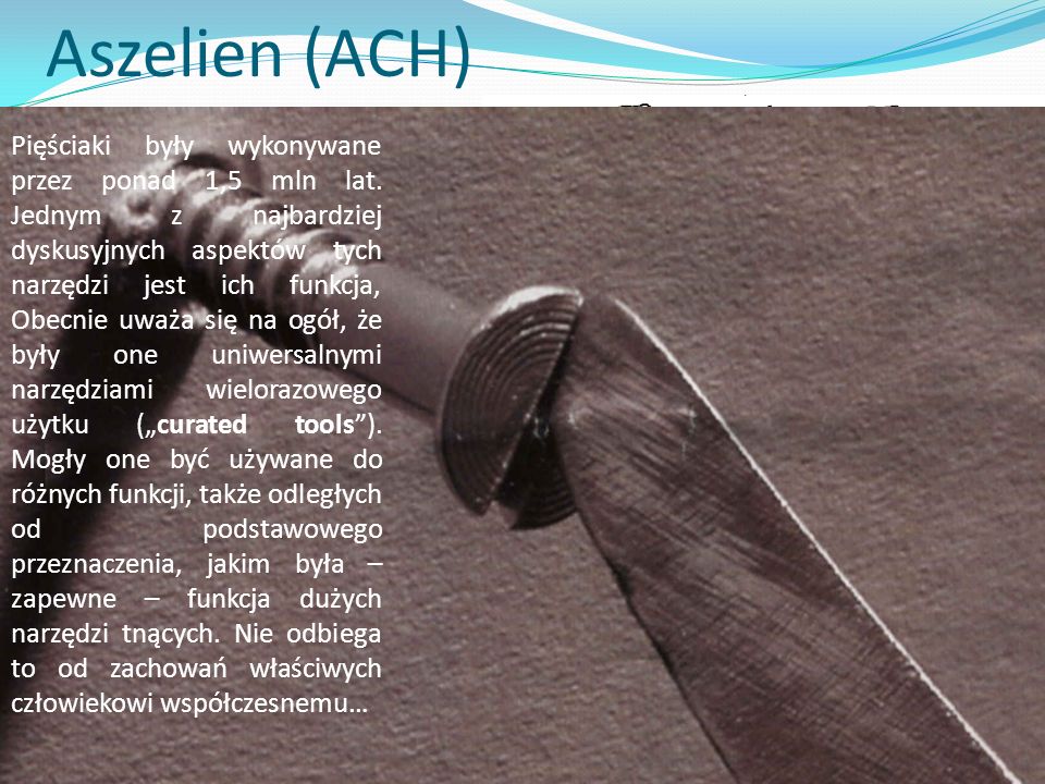 Aszelien (ACH) Rozłupiec wczesnoaszelski Sterkfontain, RPA