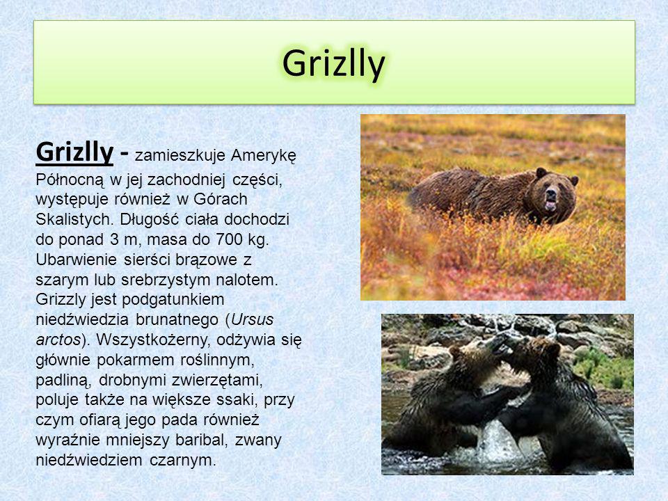 Grizlly