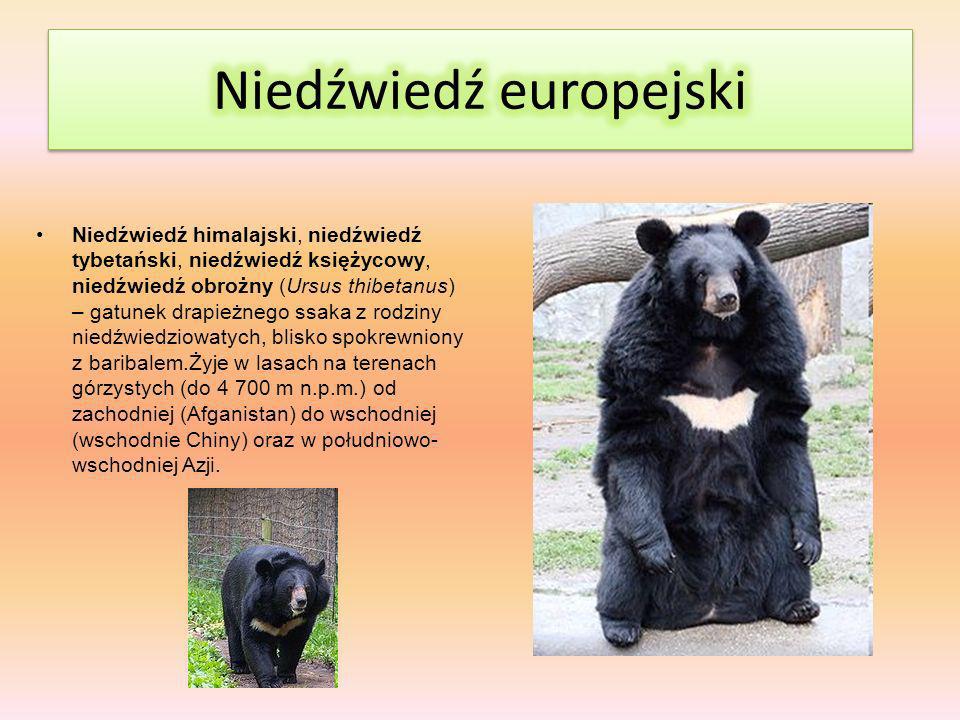 Niedźwiedź europejski
