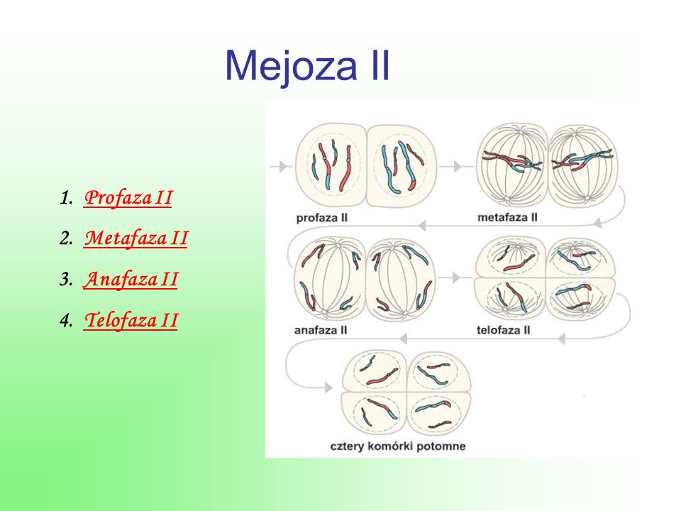 Метафаза мейоза 2 рисунок