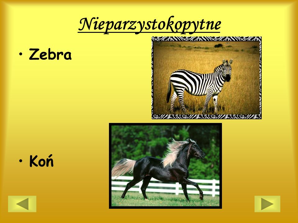 Nieparzystokopytne Zebra Koń