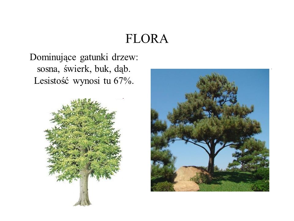 FLORA Dominujące gatunki drzew: sosna, świerk, buk, dąb. Lesistość wynosi tu 67%.