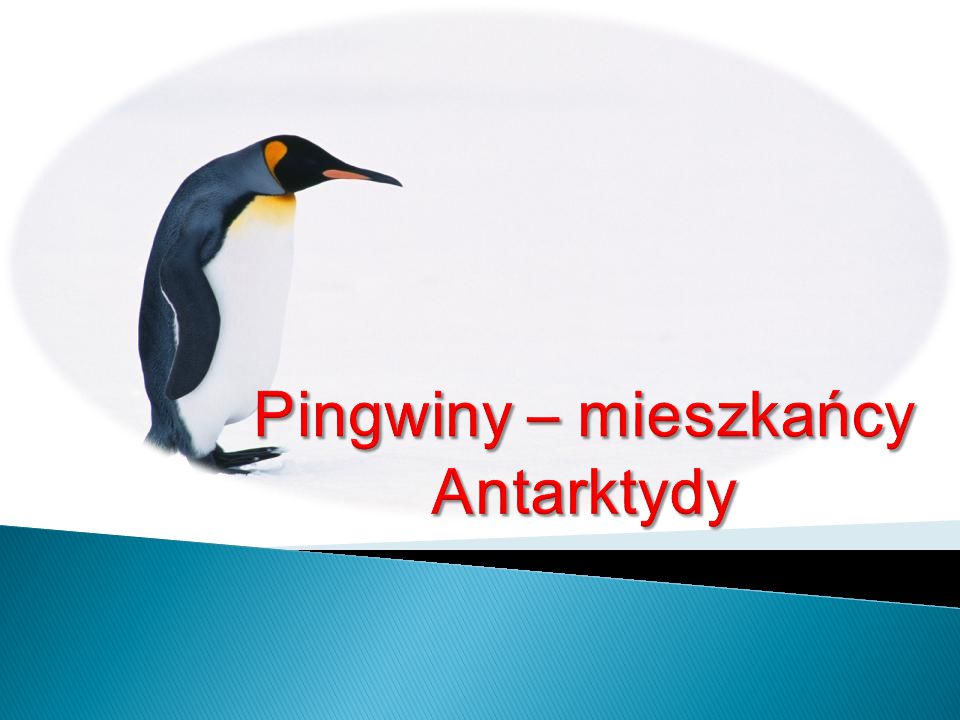 Pingwiny – mieszkańcy Antarktydy