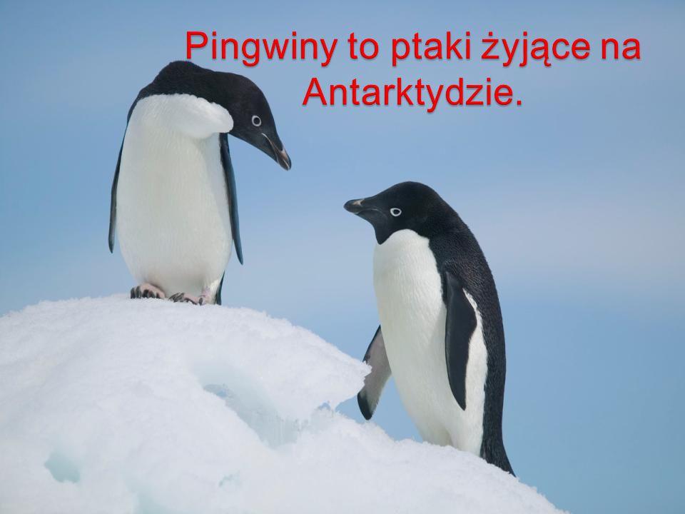 Pingwiny to ptaki żyjące na Antarktydzie.