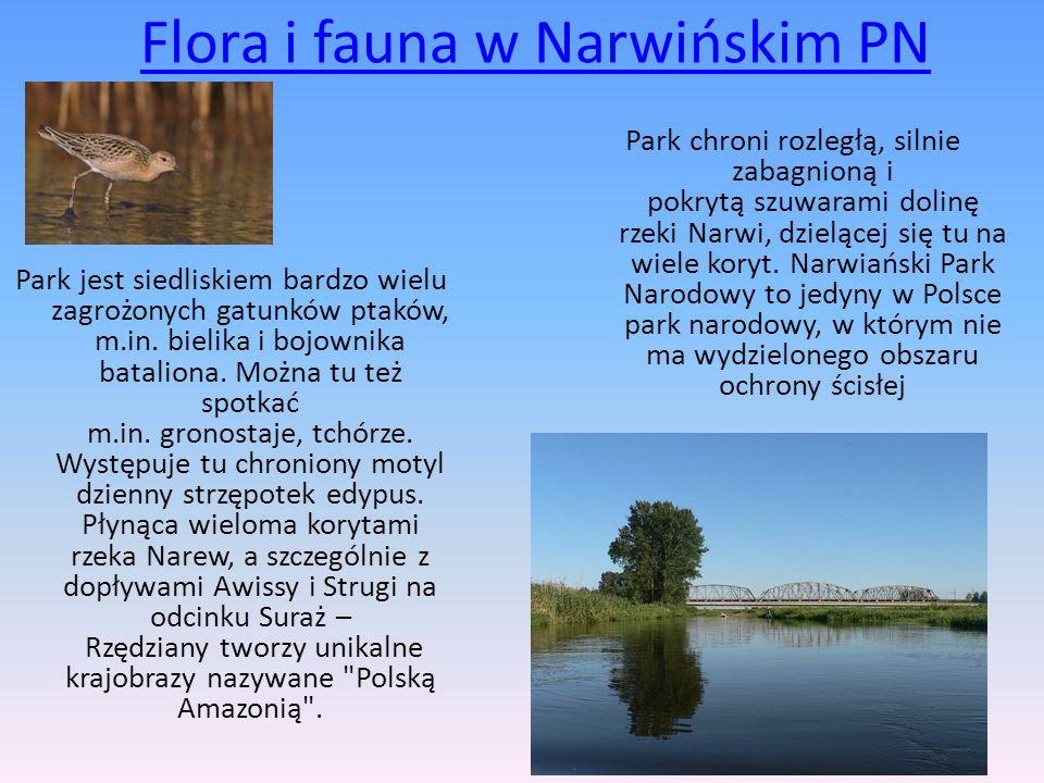 Flora i fauna w Narwińskim PN