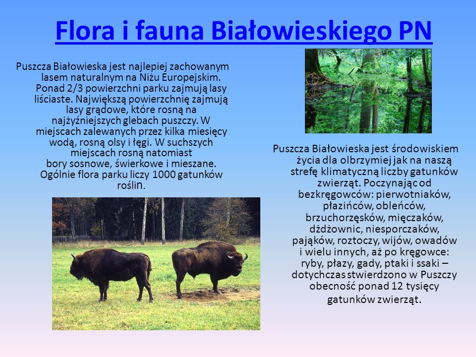 Flora i fauna Białowieskiego PN
