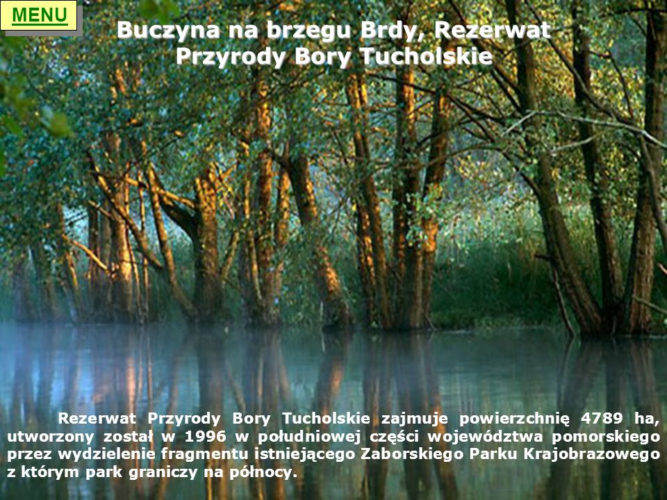 Buczyna na brzegu Brdy, Rezerwat Przyrody Bory Tucholskie