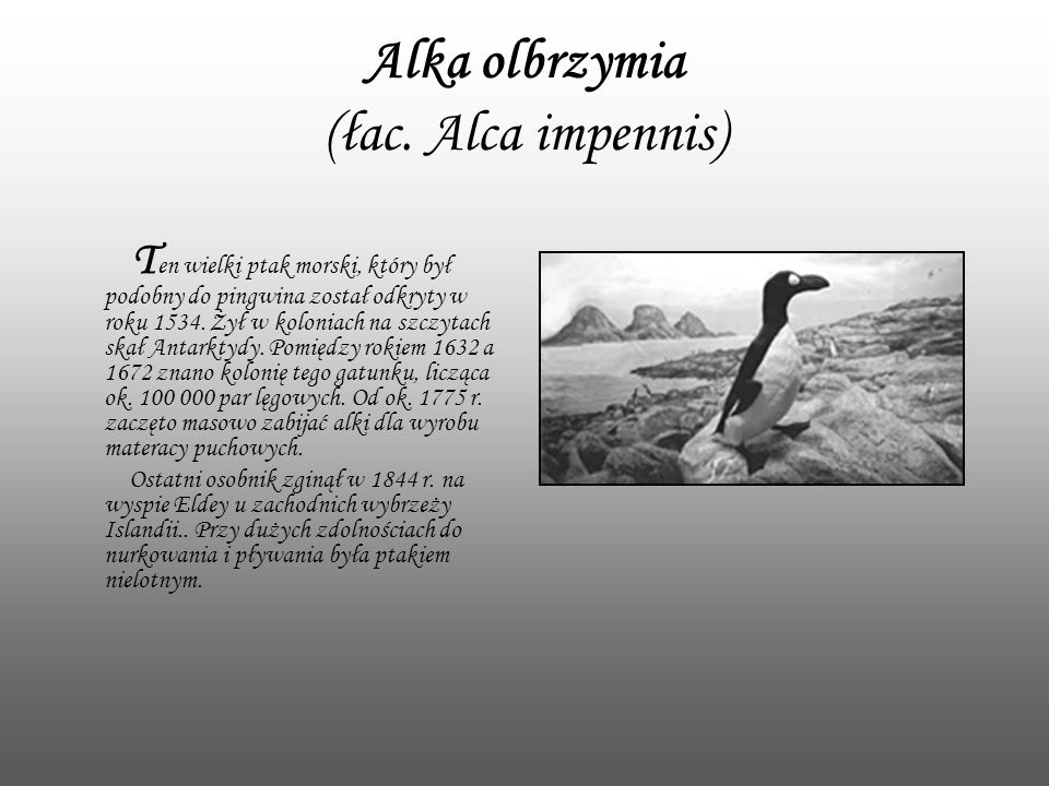 Alka olbrzymia (łac. Alca impennis)