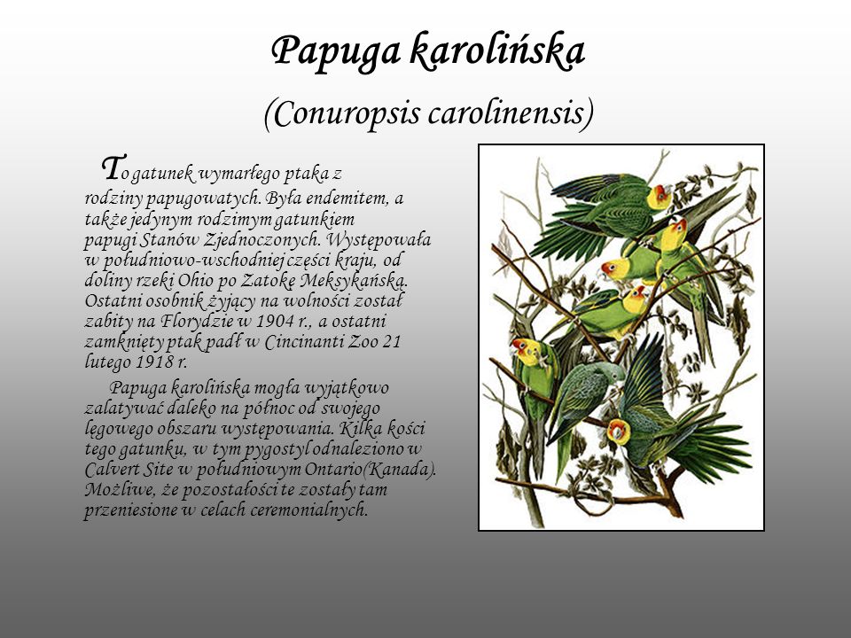 Papuga karolińska (Conuropsis carolinensis)