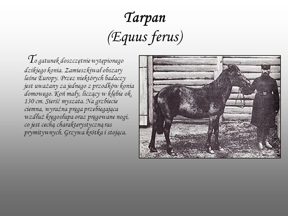 Tarpan (Equus ferus)