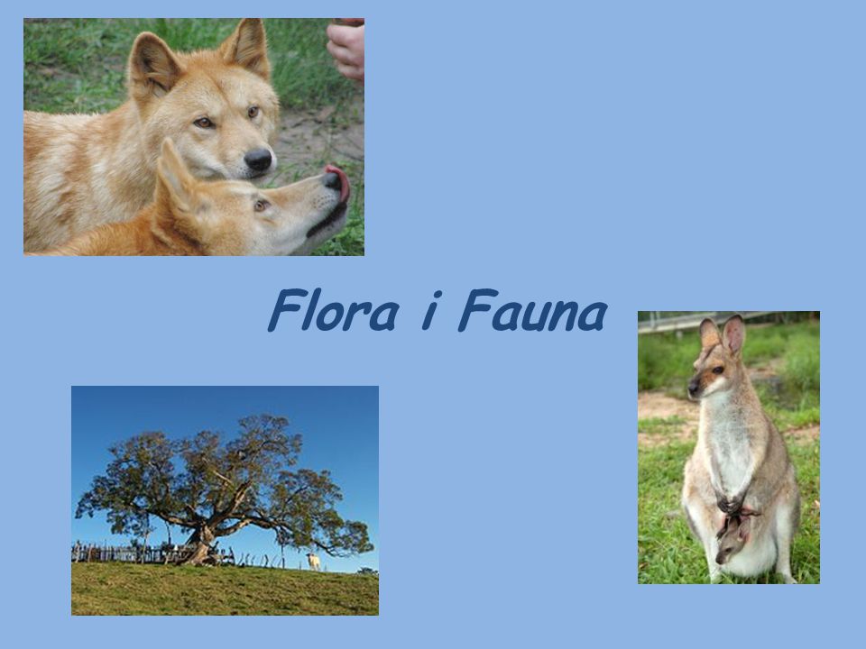 Flora i Fauna