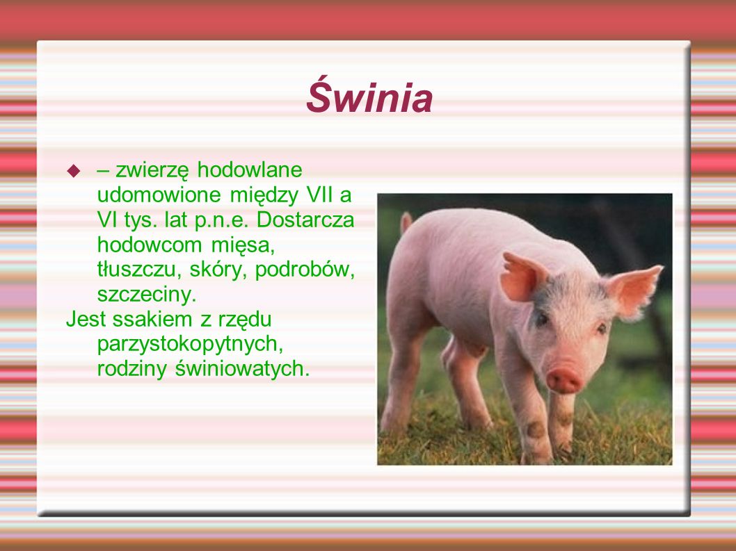 Świnia – zwierzę hodowlane udomowione między VII a VI tys. lat p.n.e. Dostarcza hodowcom mięsa, tłuszczu, skóry, podrobów, szczeciny.