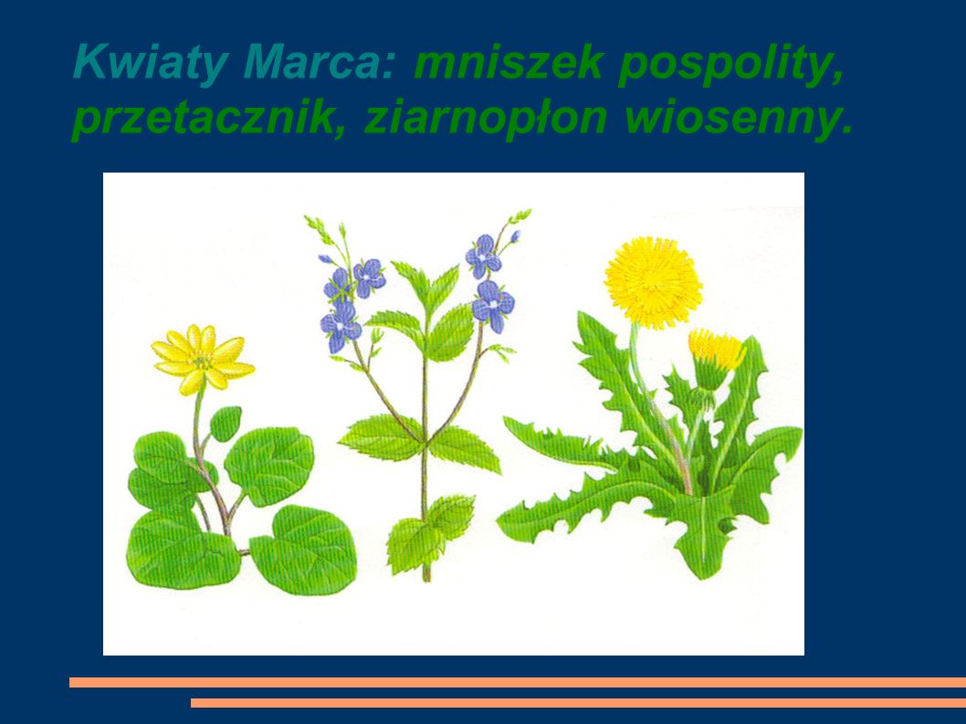Kwiaty Marca: mniszek pospolity, przetacznik, ziarnopłon wiosenny.