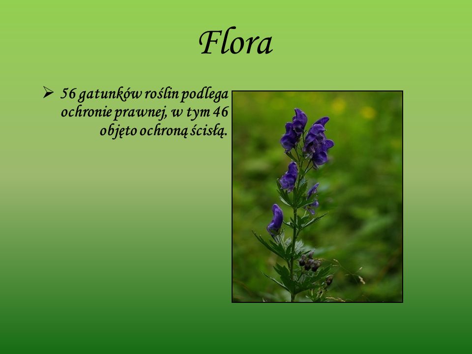 Flora 56 gatunków roślin podlega ochronie prawnej, w tym 46 objęto ochroną ścisłą.