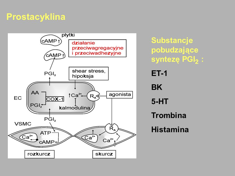 Prostacyklina Substancje pobudzające syntezę PGI2 : ET-1 BK 5-HT