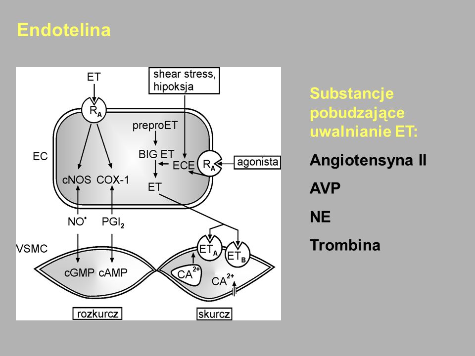 Endotelina Substancje pobudzające uwalnianie ET: Angiotensyna II AVP
