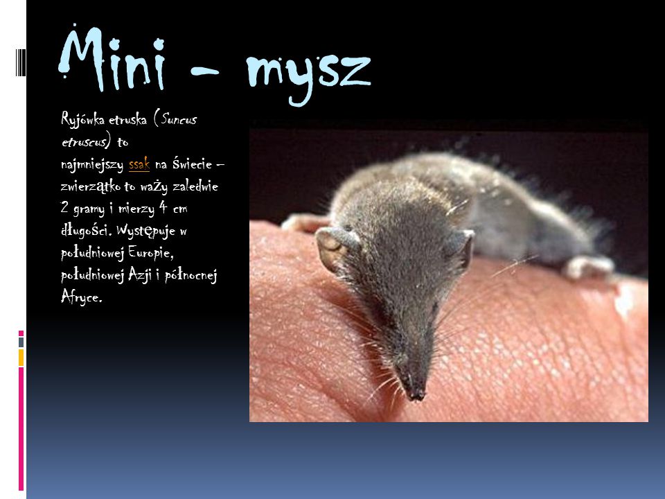 Mini - mysz
