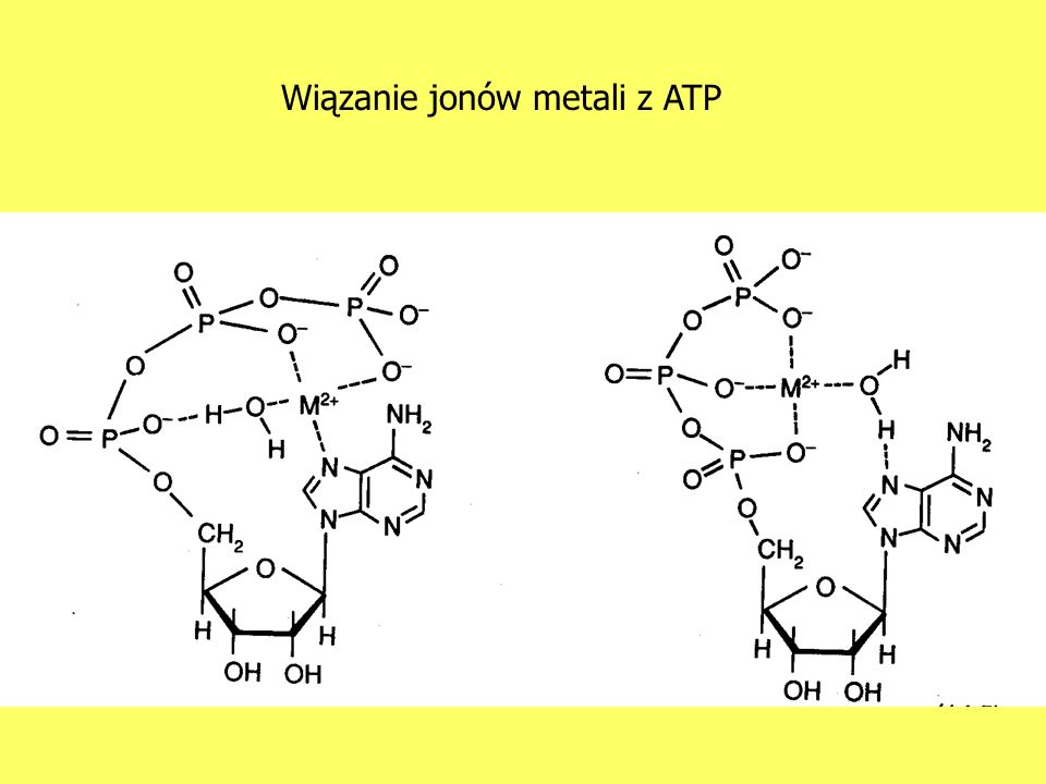 Wiązanie jonów metali z ATP