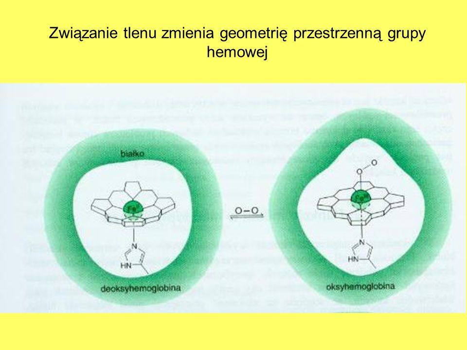 Związanie tlenu zmienia geometrię przestrzenną grupy hemowej
