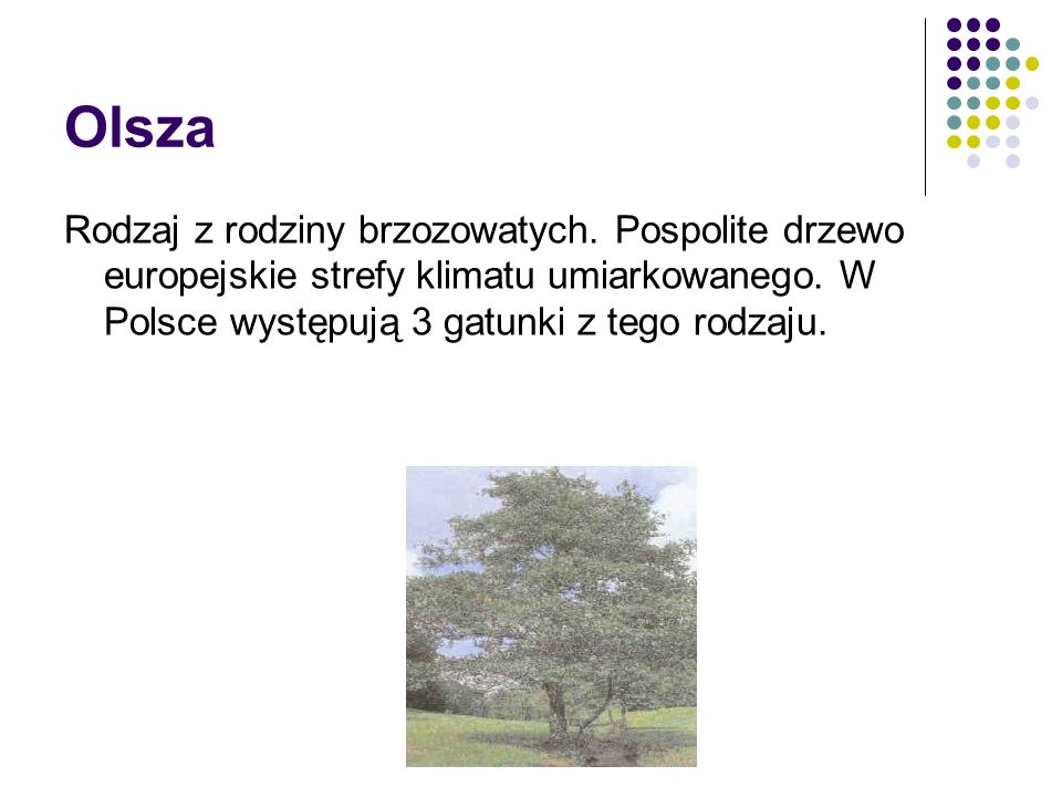 Olsza Rodzaj z rodziny brzozowatych. Pospolite drzewo europejskie strefy klimatu umiarkowanego.