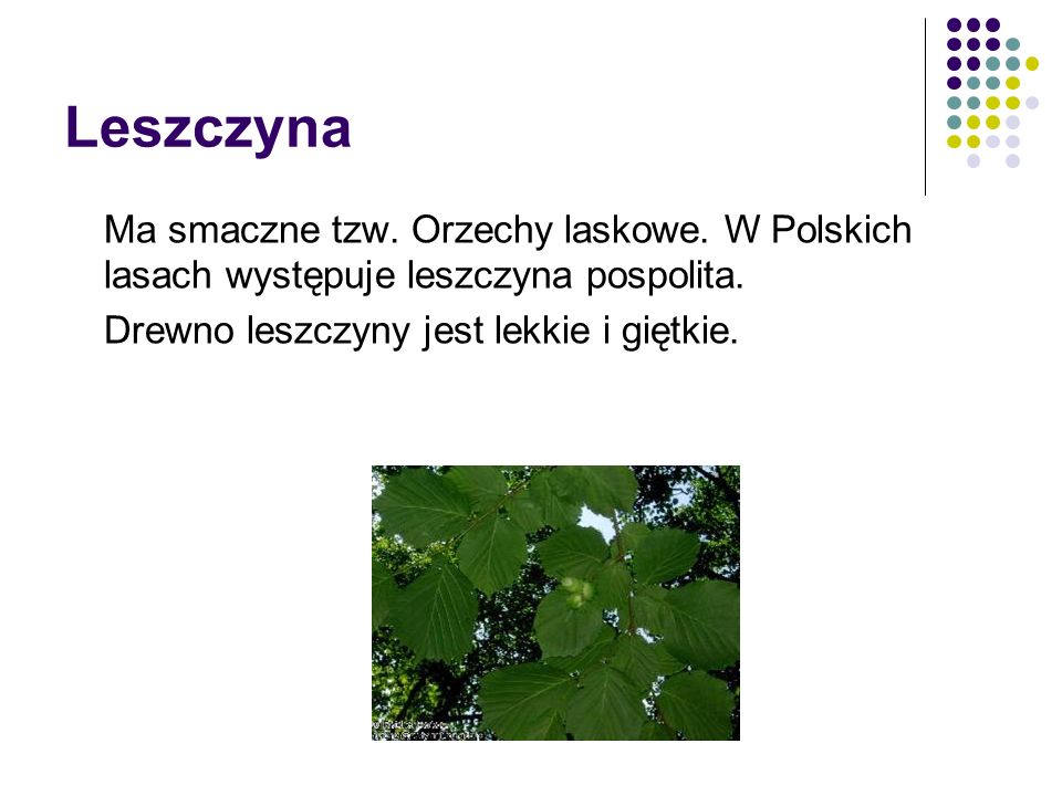 Leszczyna Ma smaczne tzw. Orzechy laskowe. W Polskich lasach występuje leszczyna pospolita.