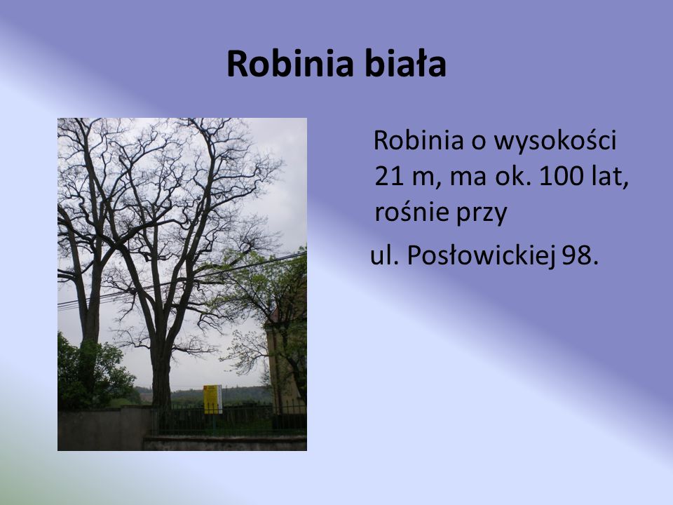 Robinia biała ul. Posłowickiej 98.