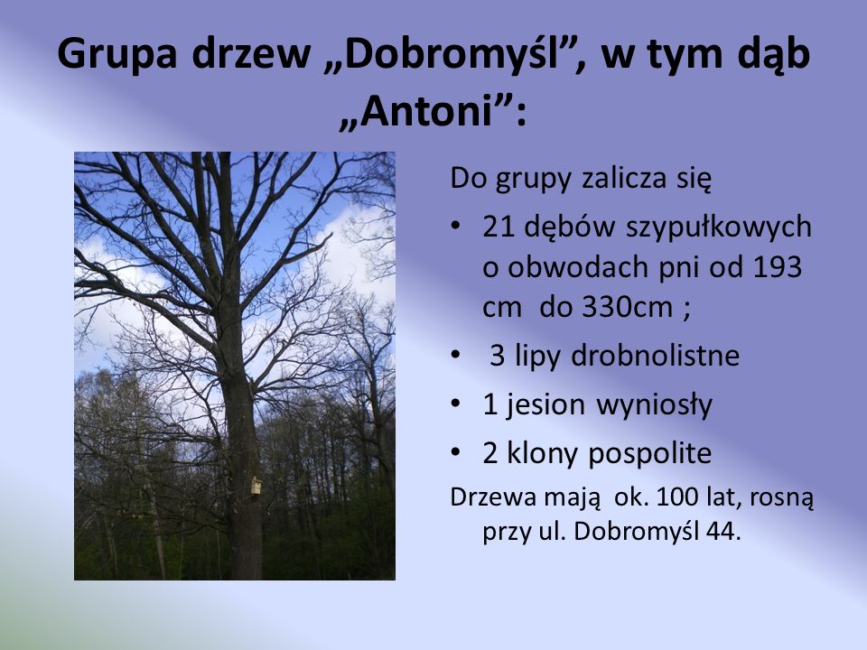Grupa drzew „Dobromyśl , w tym dąb „Antoni :