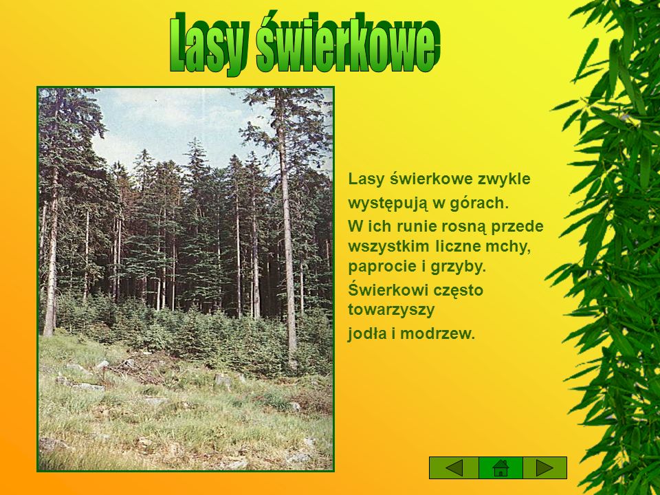 Lasy świerkowe Lasy świerkowe zwykle występują w górach.
