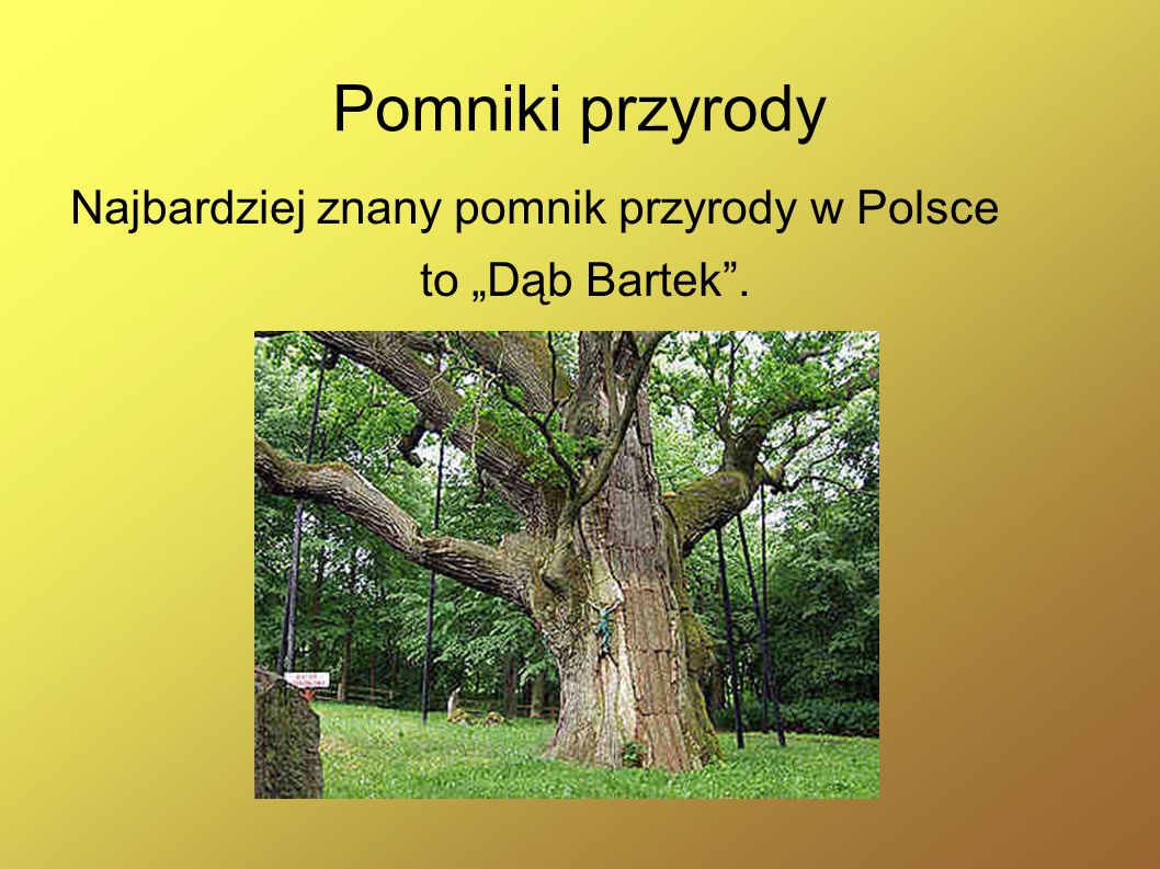 Pomniki przyrody Najbardziej znany pomnik przyrody w Polsce