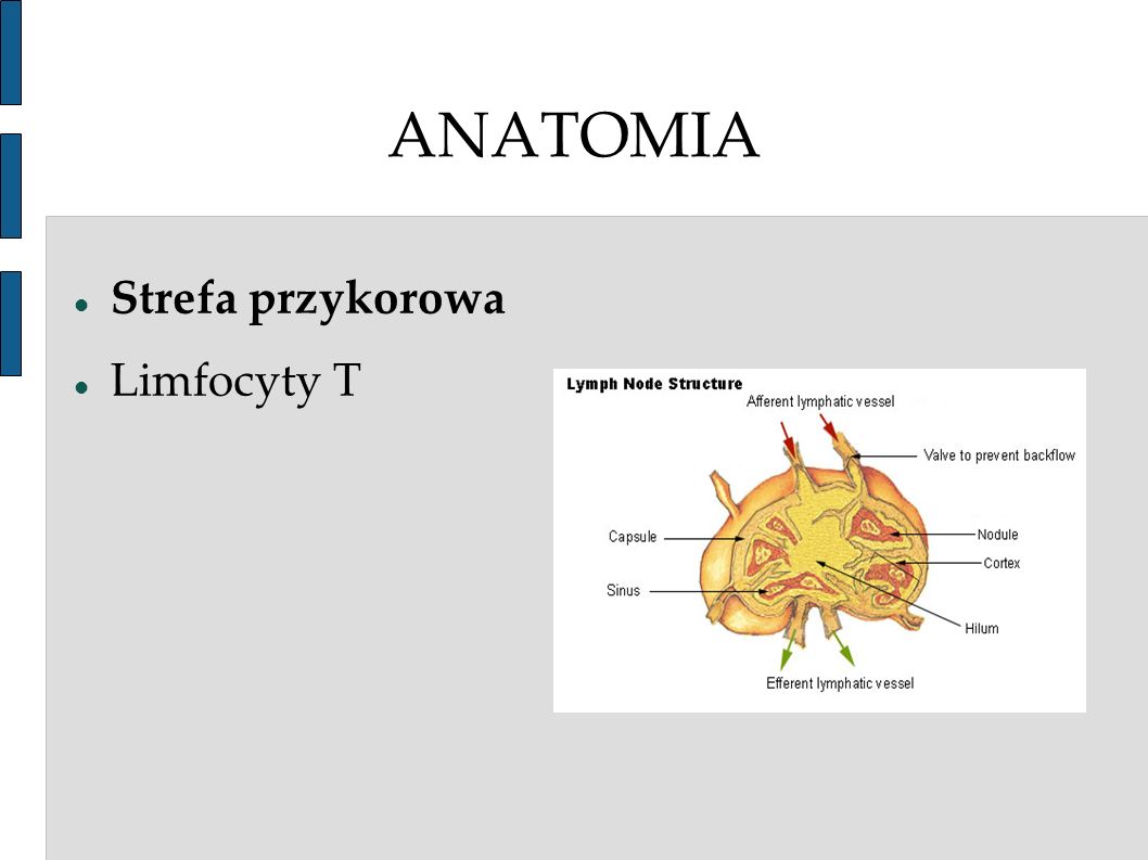ANATOMIA Strefa przykorowa Limfocyty T