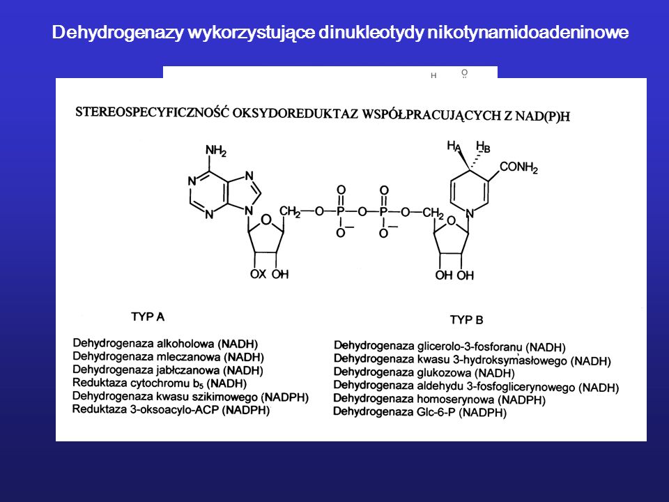 Dehydrogenazy wykorzystujące dinukleotydy nikotynamidoadeninowe