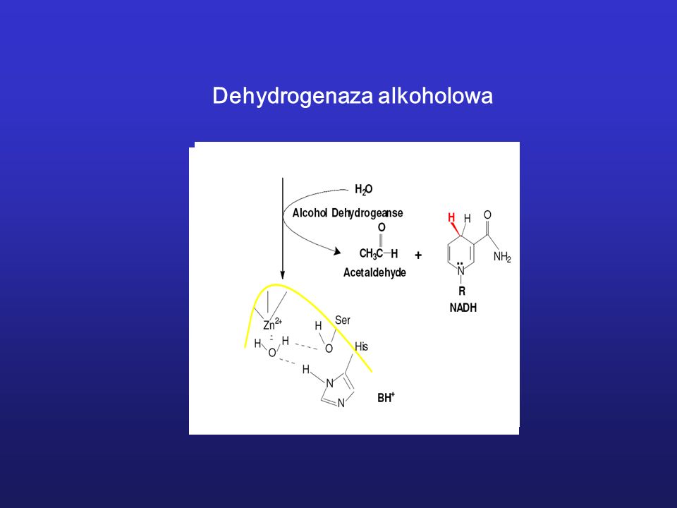 Dehydrogenaza alkoholowa