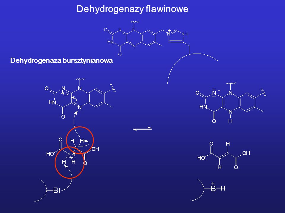 Dehydrogenazy flawinowe