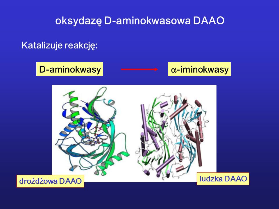 oksydazę D-aminokwasowa DAAO