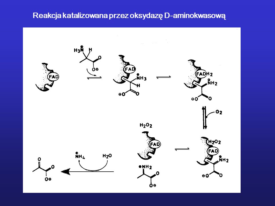 Reakcja katalizowana przez oksydazę D-aminokwasową