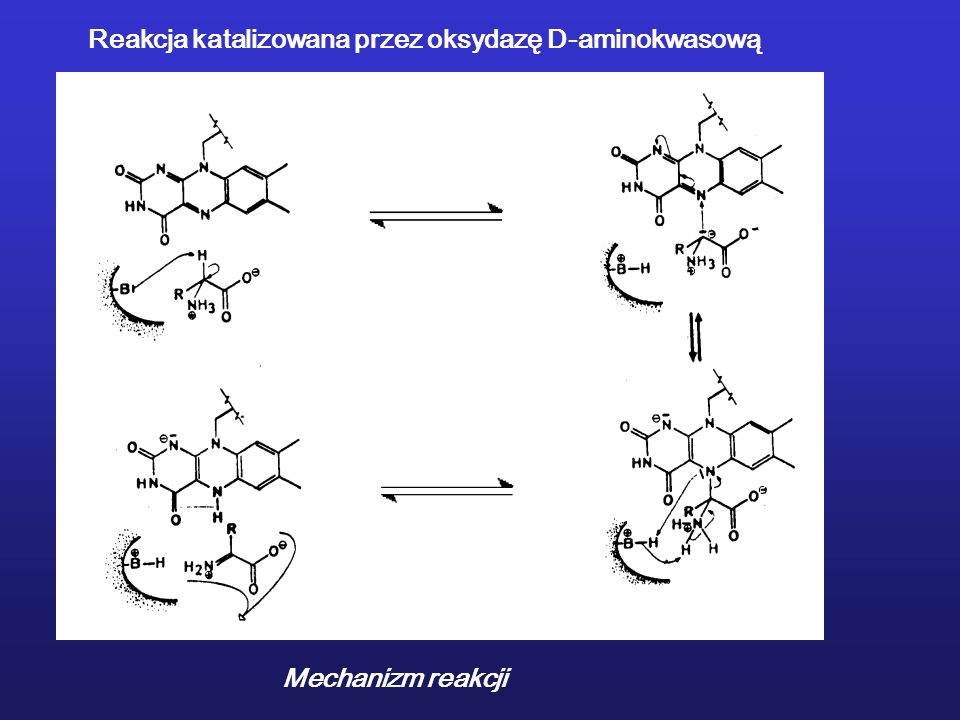 Reakcja katalizowana przez oksydazę D-aminokwasową