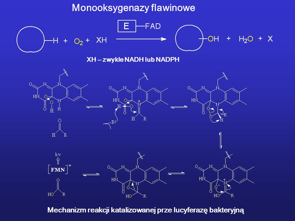 Monooksygenazy flawinowe