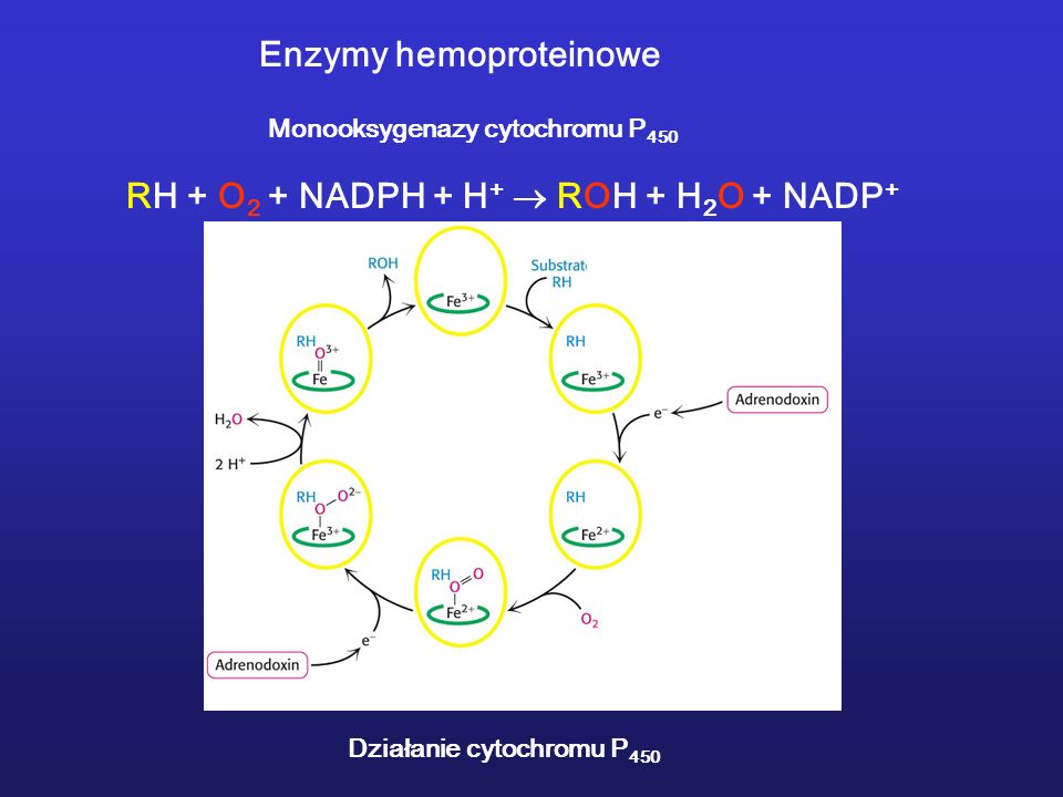 Enzymy hemoproteinowe