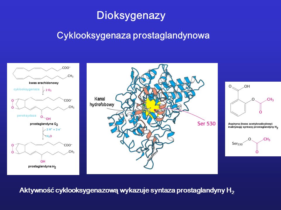 Dioksygenazy Cyklooksygenaza prostaglandynowa