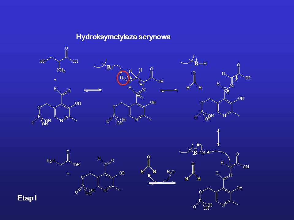 Hydroksymetylaza serynowa