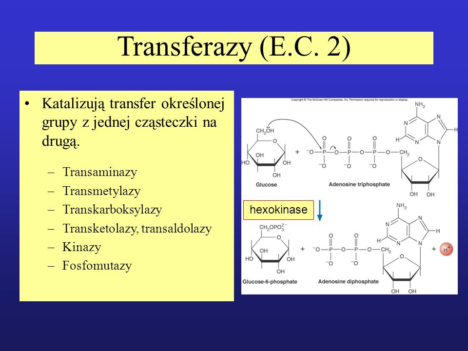 Transferazy (E.C. 2) Katalizują transfer określonej grupy z jednej cząsteczki na drugą. Transaminazy.