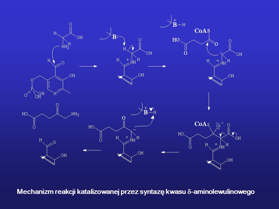 Mechanizm reakcji katalizowanej przez syntazę kwasu -aminolewulinowego