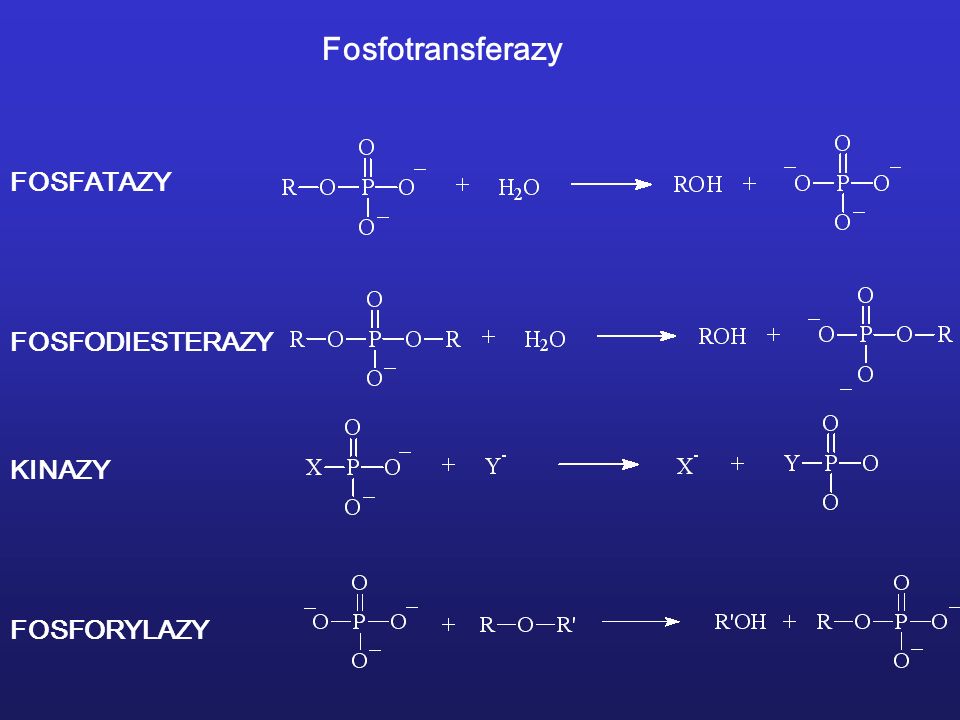 Fosfotransferazy FOSFATAZY FOSFODIESTERAZY KINAZY FOSFORYLAZY
